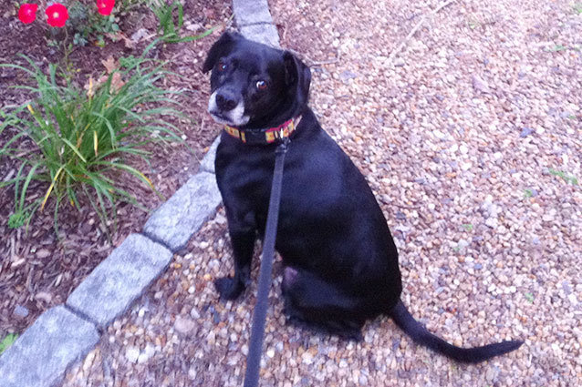 Oliver Stone Dog April Fools Oliver Stone Dog April Fools