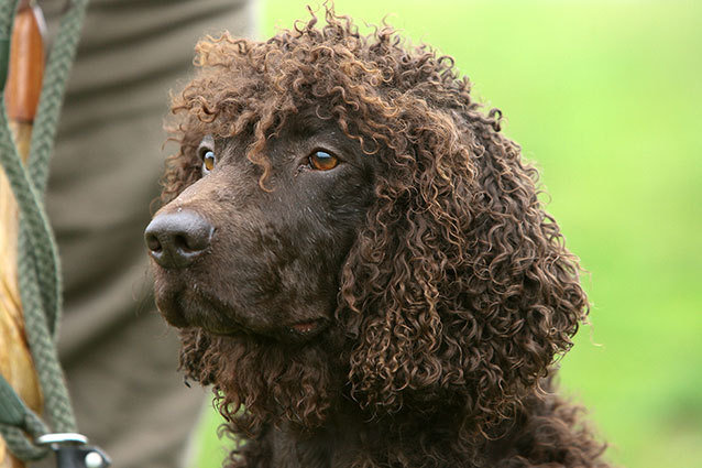 Irish Water Spaniel Dog curly hair Credit: Nick Ridley/Getty Images