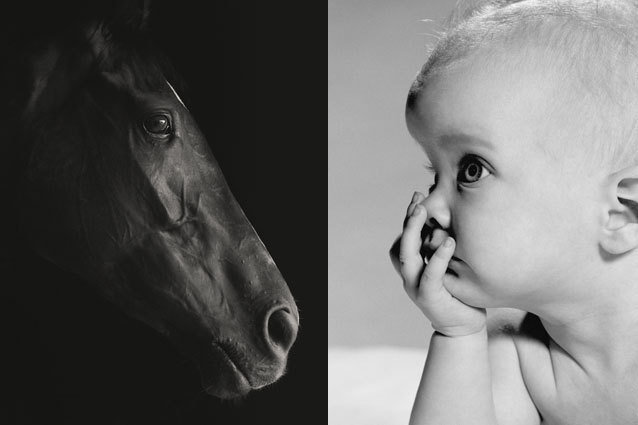 Horse, Baby