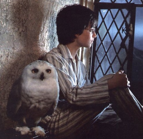 Harrypotterhedwig.jpg