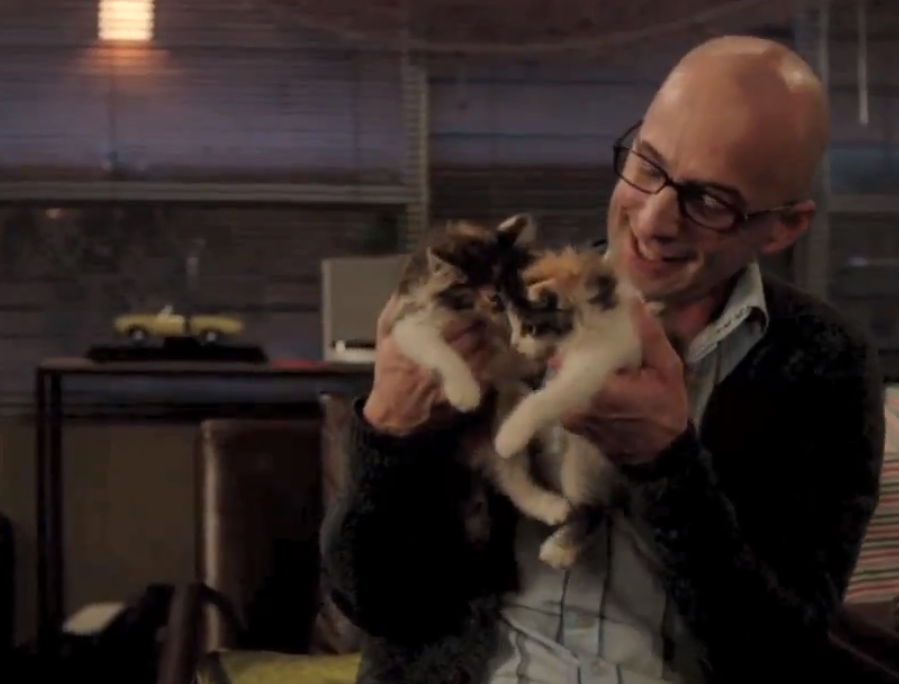 community, kittens
