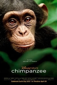 Chimpanzee