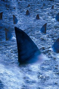 Raging Sharks